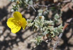 Camissoniopsis cheiranthifolia cheiranthifolia