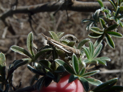 Crambus occidentalis