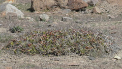 Maihueniopsis