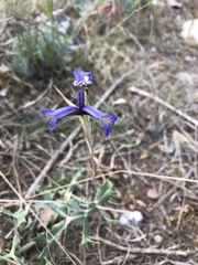 Iris serotina