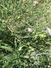 Psilactis asteroides