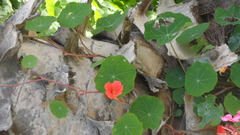Tropaeolum majus