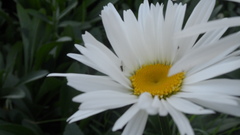 Leucanthemum