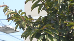 Camptostoma obsoletum