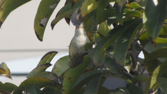 Camptostoma obsoletum