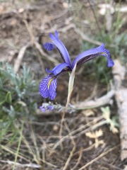 Iris serotina