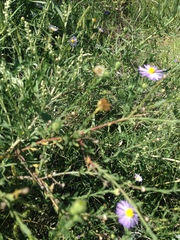 Psilactis asteroides