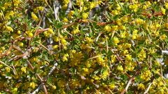 Berberis microphylla