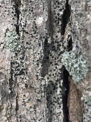 Cresponea chloroconia