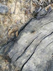 Camponotus vagus
