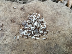 Aphaenogaster subterranea