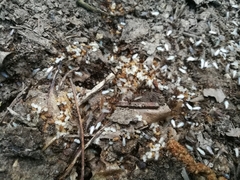 Aphaenogaster subterranea