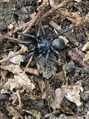 Cyclocosmia truncata