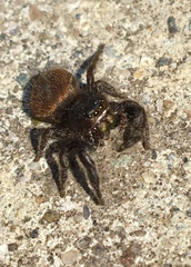 Phidippus johnsoni