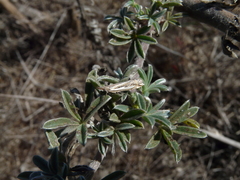 Crambus occidentalis