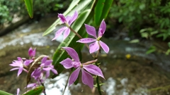 Epidendrum flexuosum