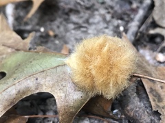 Callirhytis infuscata