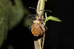 Spartocera pantomima