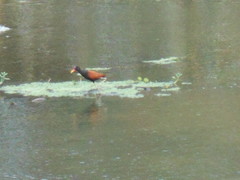 Jacana jacana