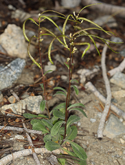 Yosemitea repanda
