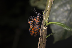 Spartocera pantomima