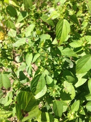 Acalypha neomexicana