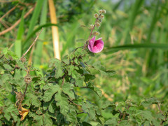 Hibiscus diversifolius rivularis
