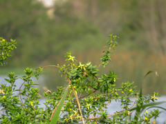 Ludwigia multinervia