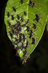 Chromacris psittacus