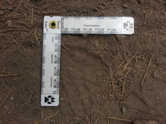 Vulpes vulpes necator