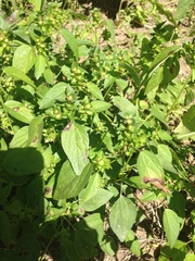 Acalypha neomexicana