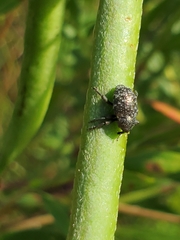 Chalcodermus aeneus
