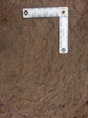 Vulpes vulpes necator