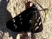 Platagarista macleayi