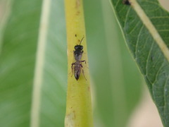 Passaloecus