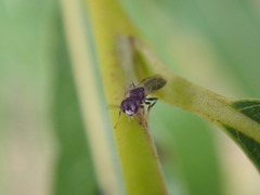 Passaloecus
