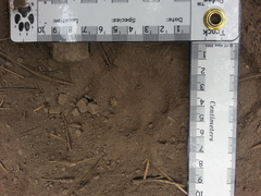 Vulpes vulpes necator