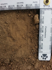 Vulpes vulpes necator