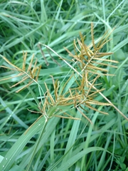 Cyperus esculentus leptostachyus
