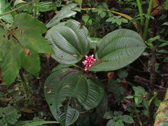 Miconia platyphylla