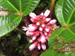 Miconia platyphylla