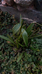 Plantago lanceolata