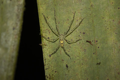 Anaptomecus paru