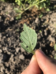 Physalis philadelphica