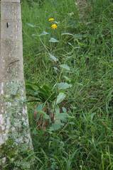 Wedelia acapulcensis