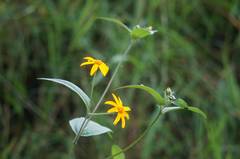 Wedelia acapulcensis