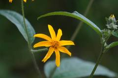 Wedelia acapulcensis