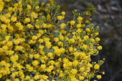 Acacia brachybotrya