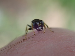 Ectemnius ruficornis