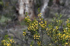 Acacia montana